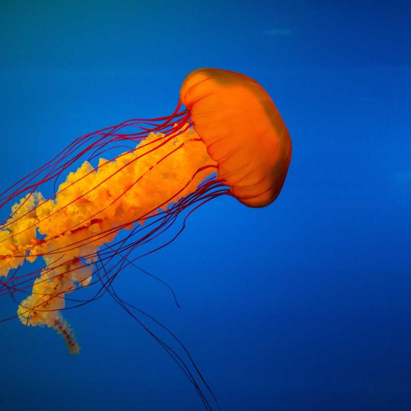 Nike Air Max 270 Erkek Spor Ayakkabi